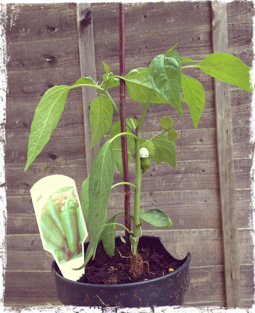 taylored curiosities seedlings on my jalapeno plants